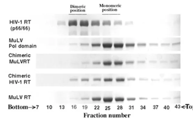 Table 1: Polymerase Activity of the Wild-Type and Chimeric Reverse Transcriptase