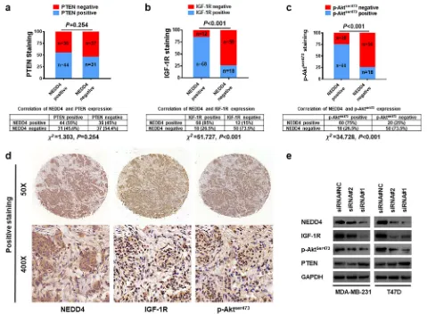 Fig. 5 NEDD4 expression is associated with IGF-1R/Akt pathwaycontaining 148 BC samples was immunohistochemically stained with anti-NEDD4 and anti-IGF-1R
