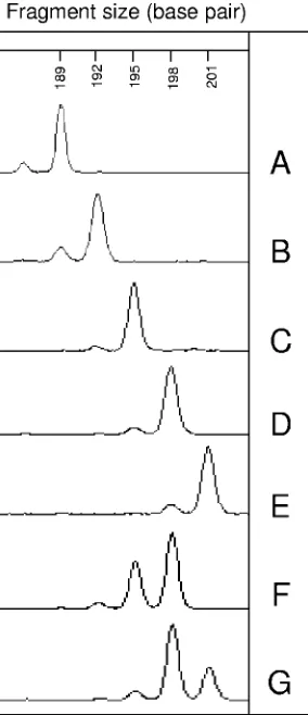 FIG. 2. Electrophoregrams of the NAK1 (192 to 201 bp) locus,performed with the automatic sequencer ABI Prism 3100 (Applied
