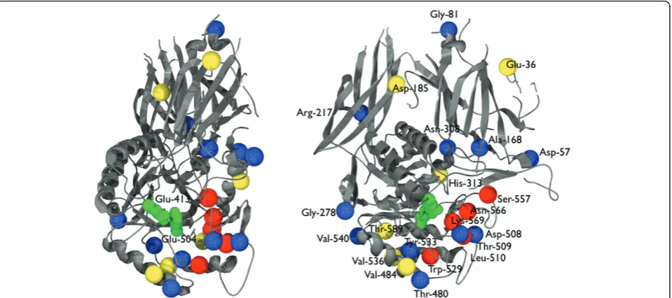 Figure 1 Position of neutral mutations in thewhich 1815, 801, 1341, and 952 blue ( E. coli b-glucuronidase