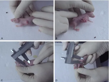 Table 2. Weight and volume of xenograft tumors in nude mice in all groups (_x ± s, n = 8)