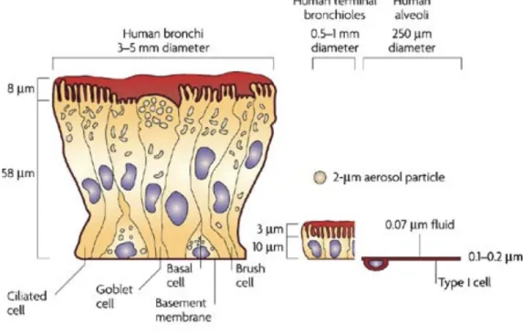 Figure 2.2 Epithelial profile with various cell types.  The epithelial profile transitions from a 60um  thickness down to a 100 nanometer thickness in the distal airways