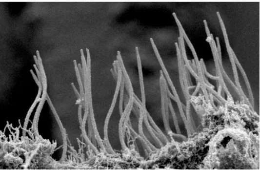 Figure 2.3 SEM image showing a side view of cilia. Cilia are about 6-7um long . 