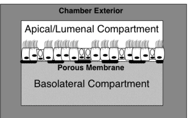 Figure 3.1 Cross section of the bilayer design. Cells are grown on a porous scaffold and are perfused by  media in a basolateral compartment