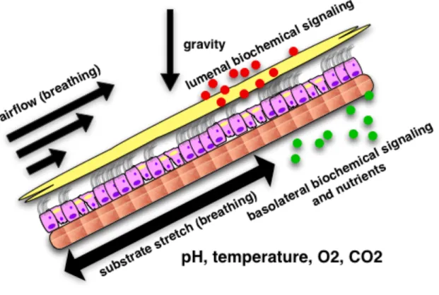 Figure 3.2 Diagram showing the cellular microenvironment for lung epithelial cells. 
