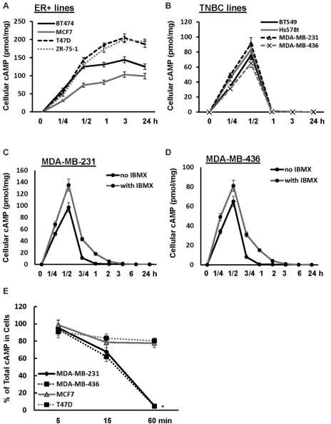 Figure 2: Cellular cAMP is rapidly diminished in TNBC cells. (A, B) TNBC (A) and ER+ breast cancer cells (B) were treated with 10µM forskolin for 1/4, 1/2, 1, 3 and 24 h followed by assessing the amount of cellular cAMP