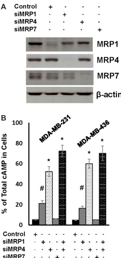Figure 4: MRP1 and MRP4 facilitate rapid cAMP diminution in TNBC cells. (A) MDA-MB-231 cells were transfected with control siRNA, MRP1, MRP4 or MRP7 siRNA pool for 4 days and then lysed for western blotting to detect MRP1, MRP4, MRP7 or β-actin with the re