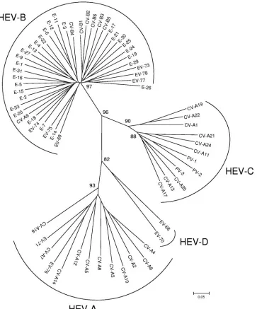 FIG. 1. Phylogenetic tree depicting the relationships among the 68 prototype strains of HEV serotypes listed in Table 1 and based on thealignment by Clustal W of the central part (nucleotides 1178 to 1545, with reference to PV-1) of the VP2 coding region