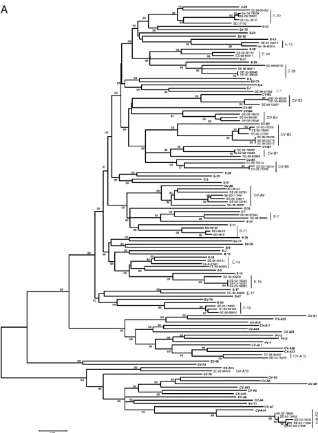 FIG. 2. Phylogenetic trees depicting the relationships among HEV serotypes based on alignment by Clustal W of (A) VP1 and (B) VP2 codingregions of the 68 prototype strains of HEV listed in Table 1 (boldface) and of the ﬁeld strains of this study typed in b