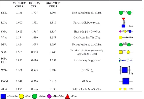 Table 1: Differential glycopatterns of four cell lines (three gastric cancer and one normal gastric epithelia), determined by lectin microarray analysis