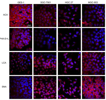 Figure 2: Expression of glycans in the four cell lines evaluated by lectin staining. GES-1, SGC-7901, HGC-27, and MGC-803cells were stained with Cy3-labeled lectins (ACA, PHA-E+L, LCA, SNA)