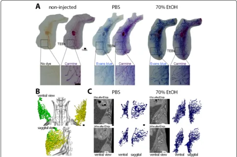 Fig. 1 Feasibility of ductal tree filling and in vivo imaging of mammary glands with a 70% ethanol-containing solution.Voxels with signal intensities fromof abdominal glands injected with Evans blue-containing solution of PBS or 70% EtOH