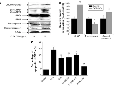 Figure 8 activation of er stress-mediated apoptosis pathway in cdTe QDs-treated hUVecs.Notes: (A) after 24-hour QDs treatment (10 µg/ml), the expressions of chOP, pro-/activated caspase-4, and total/phosphorylated JNK proteins are determined by immunoblott