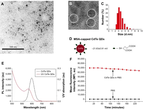 Figure 2 characterization of Msa-capped cdTe QDs.Notes: (A) TeM overview of QDs (bar =100 nm)