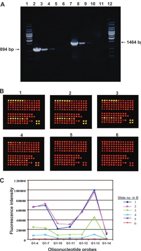 FIG. 1. Sensitivity of the oligonucleotide microarray hybridizationassay. (A) Gel electrophoresis analysis of serially ﬁvefold-diluted nest-