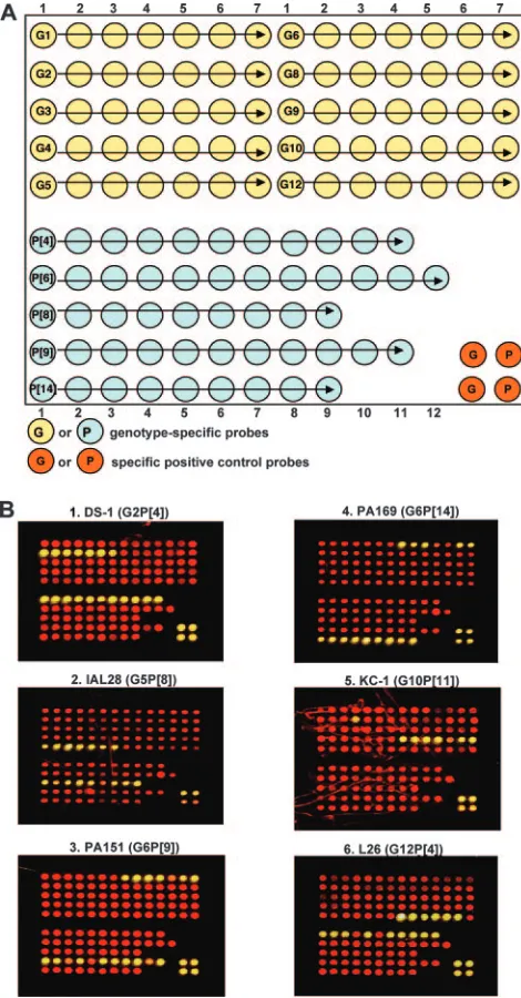 FIG. 2. (A) Layout of the rotavirus G (yellow) and P (blue) geno-type-speciﬁc probes on the microarray chip