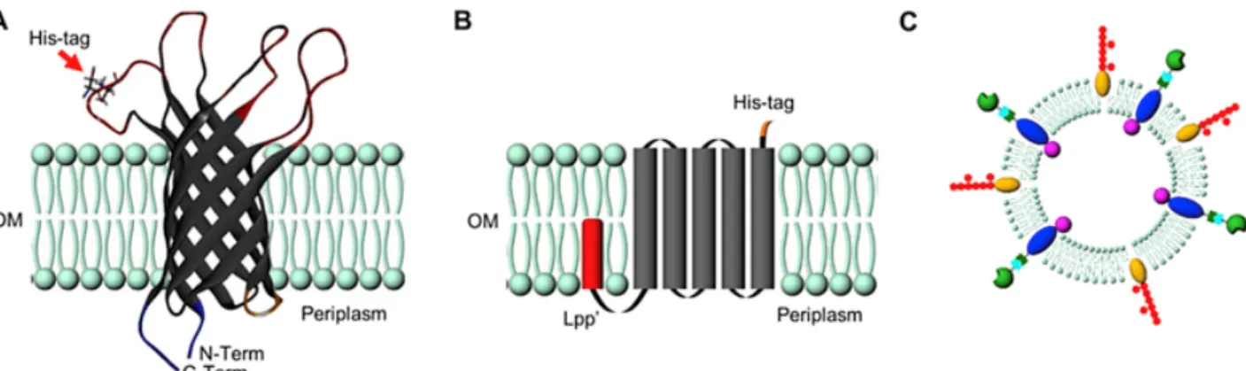 Fig. 1 A) Schematic representation of the bacterial OMVs displaying the truncated OmpA  embedded in the lipid bilayer displaying the location of the externally facing His-tag and  internally modifiable N- and C-termini