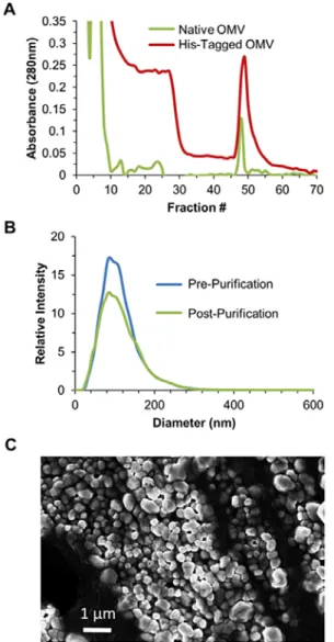 Fig. 2 A) Chromatogram for a representative purification of His-tag vesicles purified directly  from E