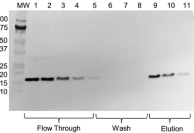 Fig. 3 Western blot of the elution profile of Lpp′-OmpA-His6 mutant vesicles from Ni-NTA  resin utilizing an anti-His-tag antibody