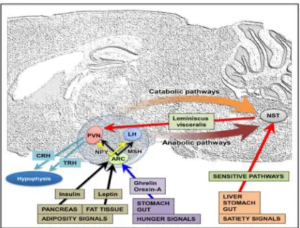 Figure 1. Schematic illustrating the neuroendocrine control of energy balance (modified from  Schwartz et al Nature 404, 661-71, 2000)