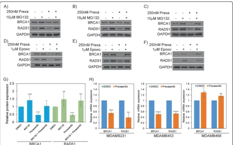 Fig. 2 a MDAMB231, b MDAMB453, and c MDAMB468 cells were treated with 250 nM prexasertib for 24 h and co-treated with or without 10 μMMG132 for the last 16 h