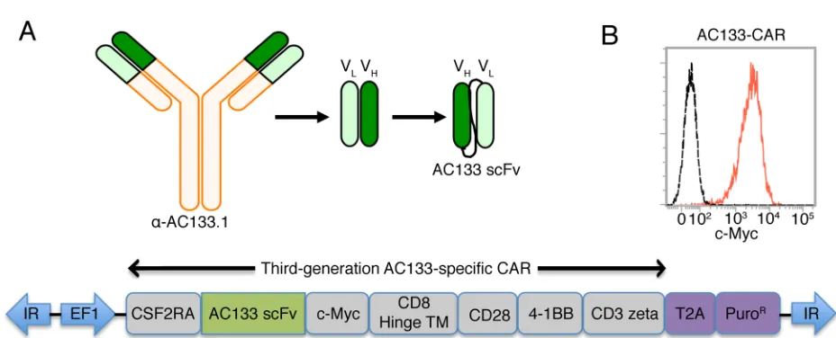 Figure 1: Scheme of the AC133-specific CAR and flow cytometric characterization of AC133-CAR expression