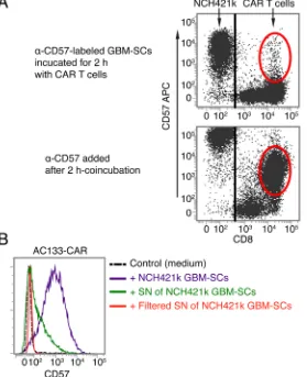 Figure 6: AC133-CAR T cells do not seem to directly acquire the CD57 epitope from GBM-SCs