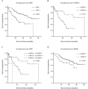 Figure 4: Overall survival condition within 279 GC patients. (A) Kaplan-Meier curves for overall survival time in 279 GC patients according to EBV expression, p<0.001 by log-rank test