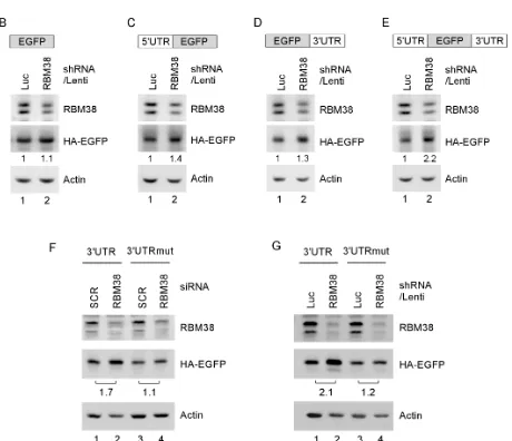 Figure 6: HIF1α 5′ and 3′UTRs are necessary and sufficient for RBM38 to regulate HIF1α expression