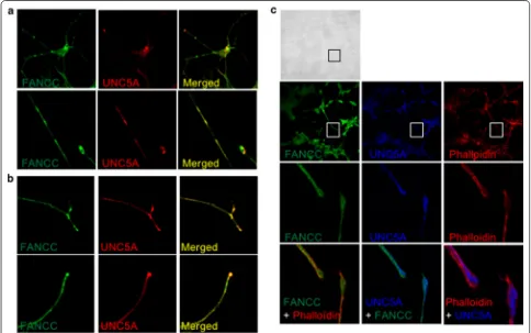 Fig. 1 FANCC and UNC5A co-localize to neurite outgrowth. a, b Representative microscopic images of SH-SY5Y cells incubated with RA (10 μM) for 6 days prior to analysis