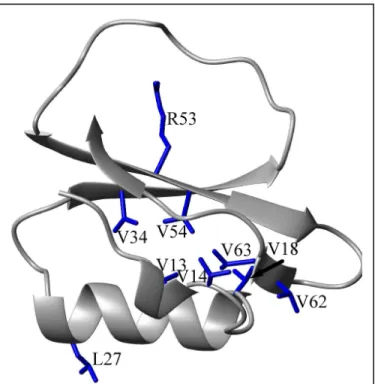 Figure 3: Structure of eglin c with mutation sites  highlighted.