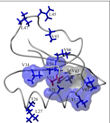 Figure 11: Side chains showing a dynamic response to the  V13A  mutation.  The  surface  was  rendered  with  a  1.4  Å  probe;  surfaces  associated  with  V63  are  in  grey  to  emphasize the hypothetical nature of its inclusion.