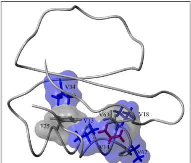 Figure  13:  Side  chains  with  a  dynamic  response  to  the  V14A  mutation.  Surfaces  for  F25  and  V63  are  in  gray  to  emphasize  that  their  membership  in  the  network  is  hypothetical