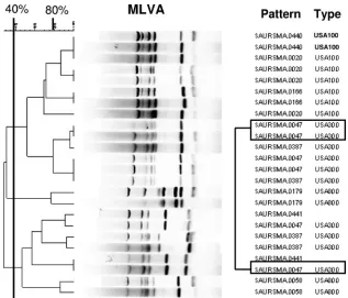 FIG. 2. MLVA typing of S. aureus isolates showing the separation of USA300-0114 isolates from a California outbreak into two distinct clusters.