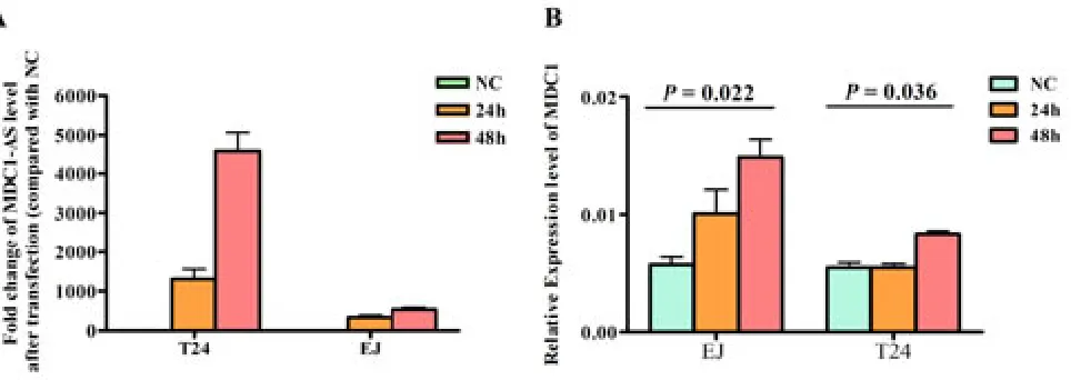 Figure 3: Regulating role of MDC1-AS on MDC1 expression level. (A) Over-expression of MDC1-AS in bladder cancer cells T24 and EJ with transfection of vectors, value of NC group was set as 1 and not presented in this figure
