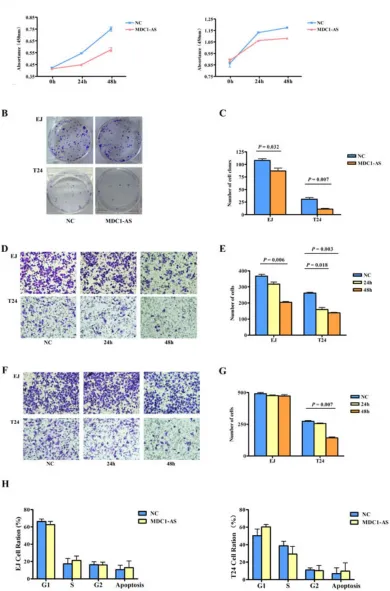 Figure 4: Inhibitory role of MDC1-AS on malignant cell behavior. (A) Proliferation of bladder cancer cells EJ (left) and T24 (right) were significantly decreased after MDC1-AS expression was enhanced for 24h and 48h