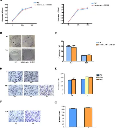 Figure 5: Repeating observation on malignant cell behavior after co-transfected with MDC1-AS and siMDC1