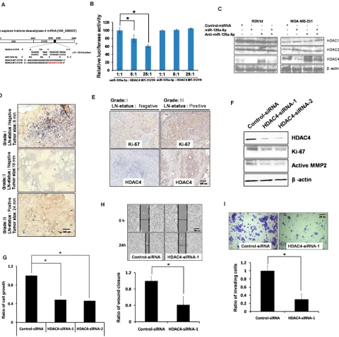 Figure 3: HDAC4 is a direct target of miR-125a-5p. (A) HDAC4 gene 3′-UTRs contain one predicted miR-125a-5p binding site