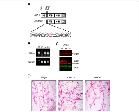 Fig. 3 Knockout of p52SHC by CRISPR/Cas-9. a Diagrammatic representation of protein domains and ATG initiation codons of SHC isoforms thatarise from the two SHC1 transcripts
