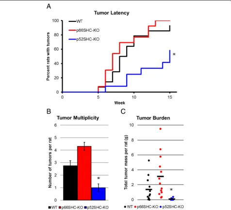 Fig. 4 Increased tumor latency and decreased multiplicity in DMBA-induced p52SHC knockout rats.(black, a Tumor latency was compared between WT n = 14), p66SHC-KO (red, n = 13), and p52SHC-KO (blue, n = 12) DMBA-induced rats over 15 weeks
