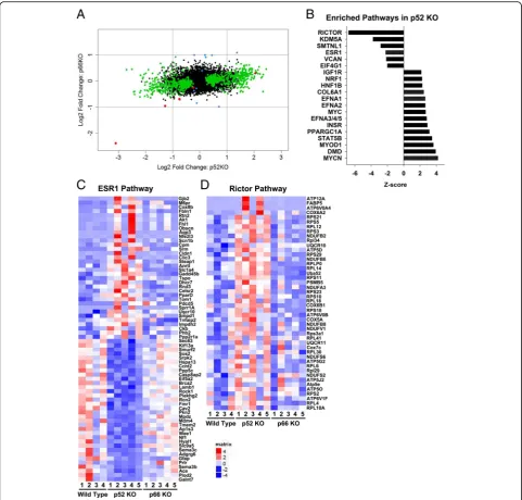 Fig. 5 RNAseq analysis reveals enriched genes dis-regulated by loss of p52SHC. a Histogram comparing log2 fold change in transcript expressionin p52SHC-KO tumors compared to WT (X-axis) with fold change in transcript expression in p66SHC-KO tumors (Y-axis)