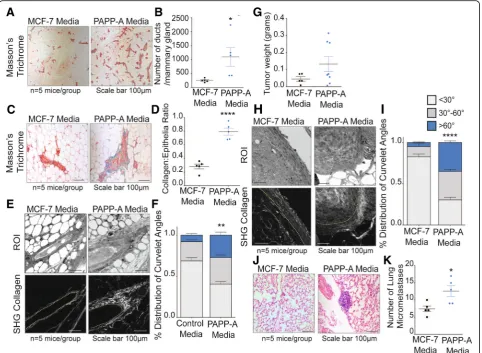 Fig. 2 PAPP-A converts post-partum collagen into an altered, pro-tumorigeneic involution-like collagen phenotype.represents the average of lung micrometastases per mouse