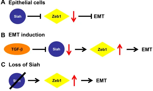 Figure 5: Proposed mechanism of Siah-mediated regulation of EMT. (A) In epithelial cells, Siah expression maintains Zeb1 protein at low levels, thereby preventing EMT induction