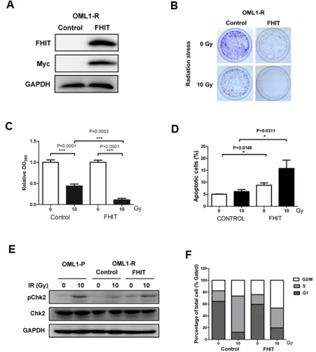 Figure 5: Overexpression of FHIT restores radiosensitivity to OML1-R cells. (A) OML1-R cells overexpressing an FHIT cDNA Myc-Tag plasmid