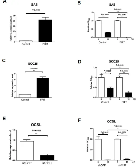 Figure 6: Expression of FHIT determines radiosensitivity in oral cancer cells. FHIT was overexpressed in SAS (A, B) and SCC25 (C, D) oral cancer cells, which both showed low FHIT expression