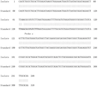 FIG. 2. Alignment of two parts of the 16S rRNA genes of M. intracellulare.ncbi.nlm.nih.gov/BLAST/BLAST.cgi?CMDSEARCH_NAMEDEFAULTS.y_VIEWAlignment&FORMAT_TYPE and M