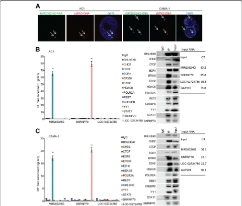 Fig. 5 MIR2052HG regulates LMTK3 transcription by facilitating EGR1 recruitment to the LMTK3 promoter.antibody immunoprecipitates MIR2052HG, but not negative control lncRNA LOC102724785 in MCF7/AC1 (represent SEM of two independent experiments in triplicat