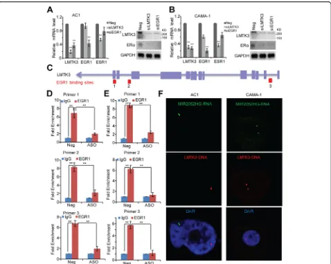 Fig. 6 MIR2052HG regulates LMTK3 transcription by regulating EGR1 binding to its motif insignal) fail to localize to therepresent SEM of two independent experiments in triplicate; **ChIP analysis demonstrates binding of EGR1 to LMTK3 gene
