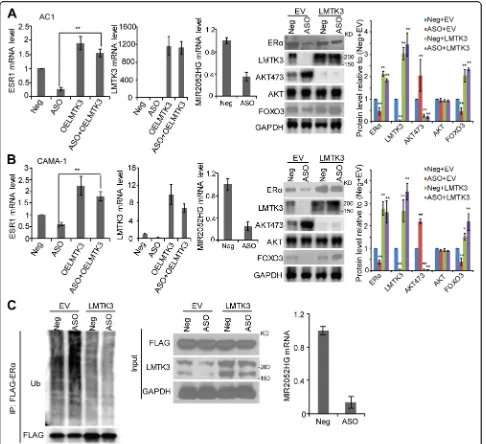 Fig. 3 LMTK3-mediated MIR2052HG effect on regulation of ESR1 transcription and ERimmunoprecipitated and analyzed by western blot analysis (left panel)