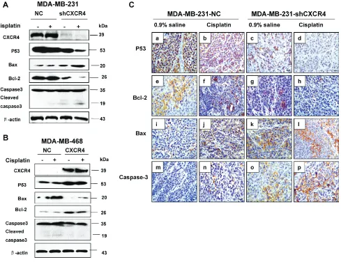 Figure 4: The effect of CXCR4 on protein expression and cell cycle associated proteins in TNBC cells